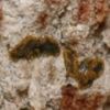 Opegrapha ochrocheila